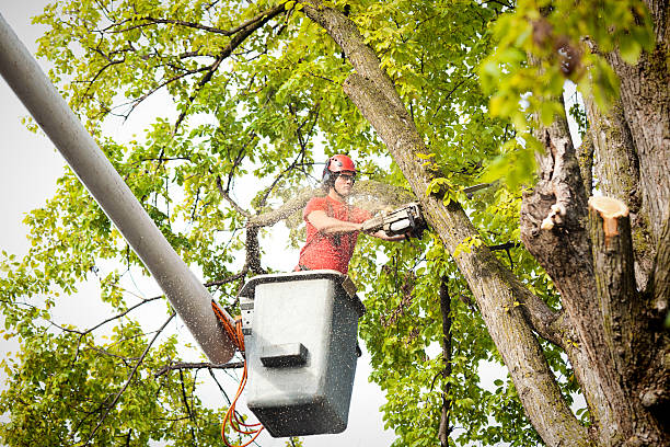 Reliable Sherwood, AR Tree Services Solutions